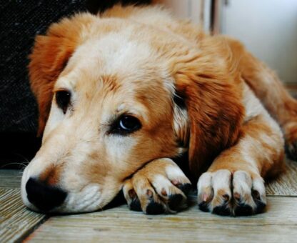 pet trust