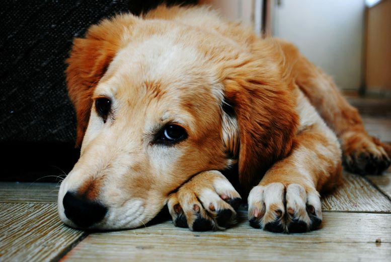 pet trust